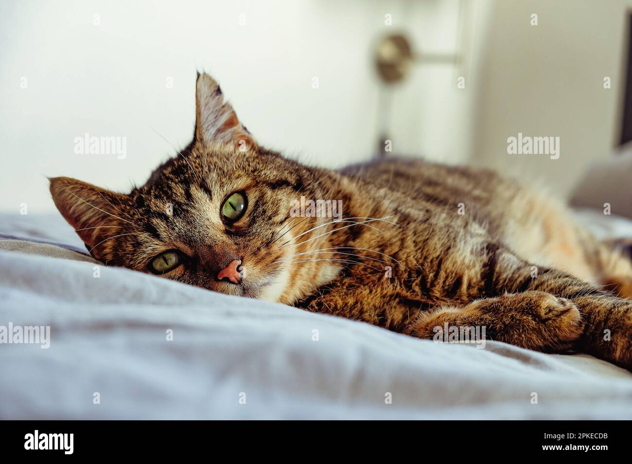 Primo piano di un gatto assonnato Foto stock - Alamy