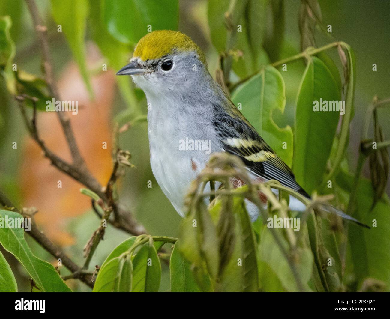 Castagno-laterale Warbler (Setophaga pensylvanica) a Las Cruces Biological Station, Costa Rica Foto Stock