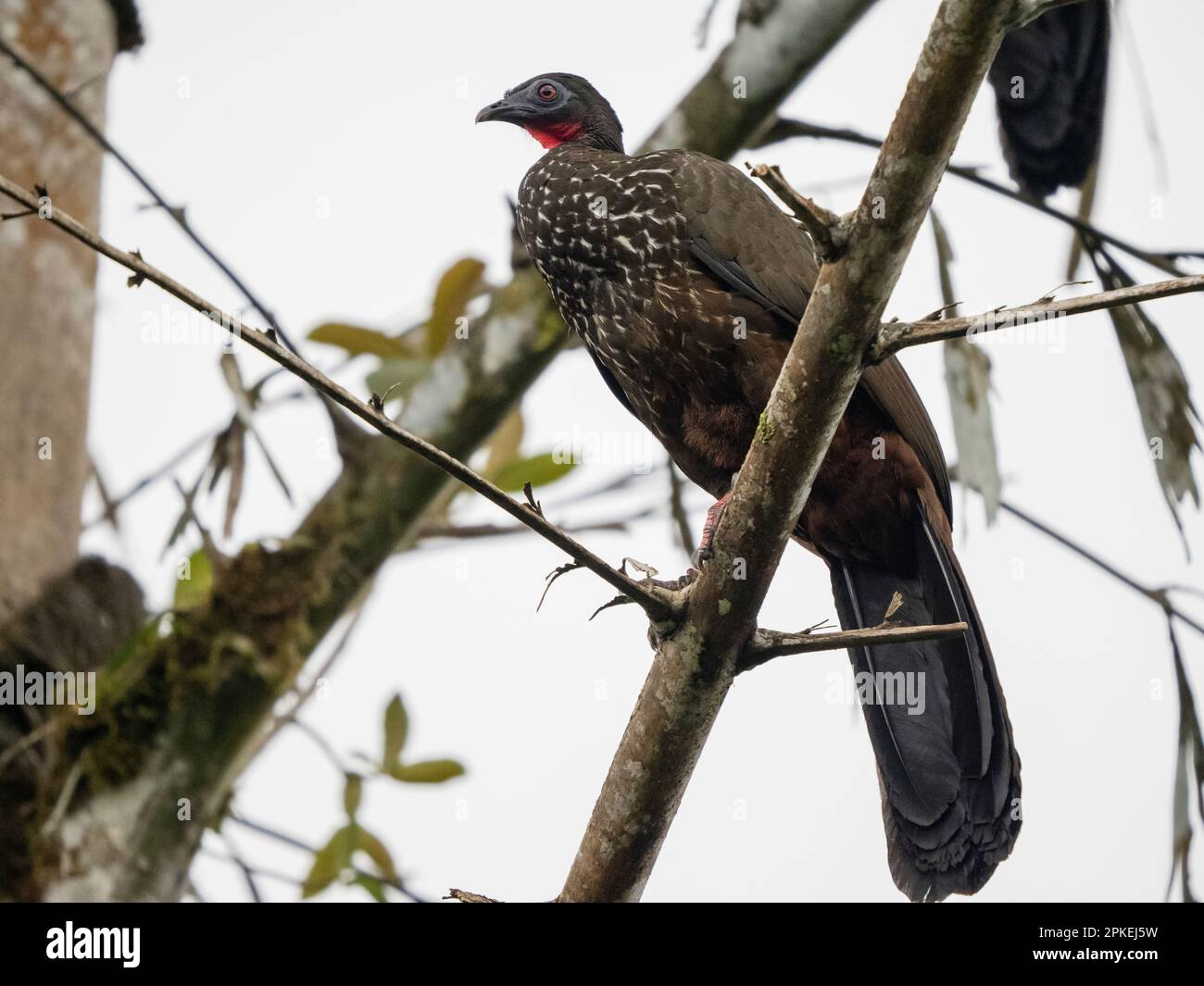 Guan crestato (Penelope purpurascens) alla stazione biologica di Las Cruces, Costa Rica Foto Stock