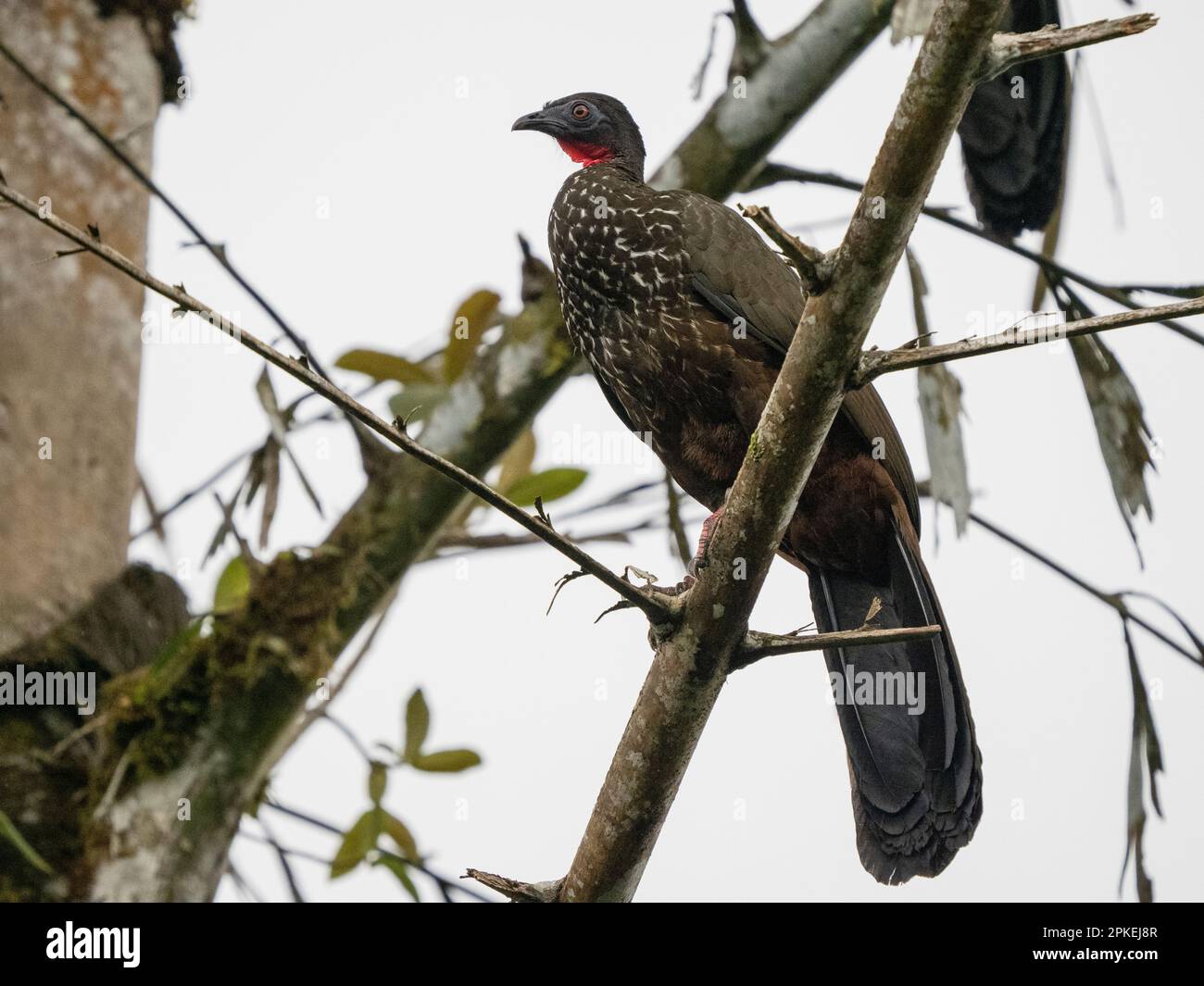 Guan crestato (Penelope purpurascens) alla stazione biologica di Las Cruces, Costa Rica Foto Stock