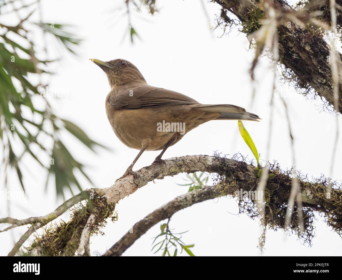 Tordo argilloso (Turdus grayi), l'uccello nazionale del Costa Rica a Las Cruces Biological Station, Costa Rica Foto Stock