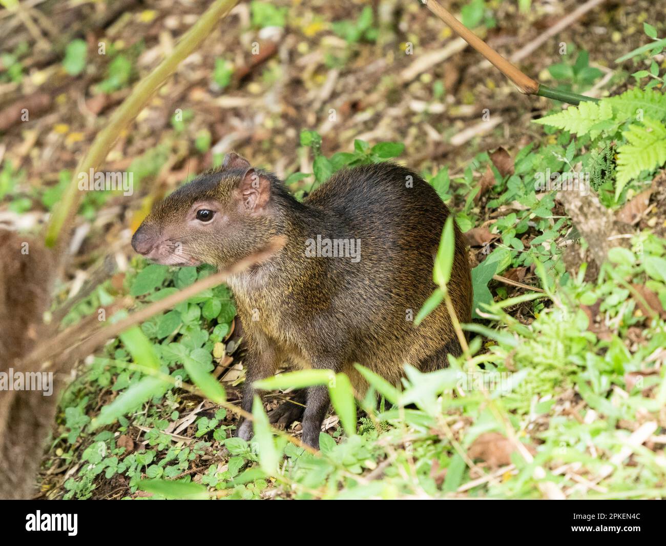 Agouti dell'America Centrale (Dasyprocta punctata) alla stazione biologica di Las Cruces Foto Stock