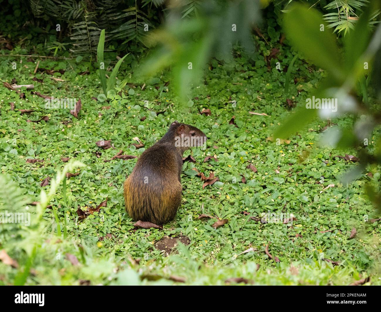 Agouti dell'America Centrale (Dasyprocta punctata) alla stazione biologica di Las Cruces Foto Stock