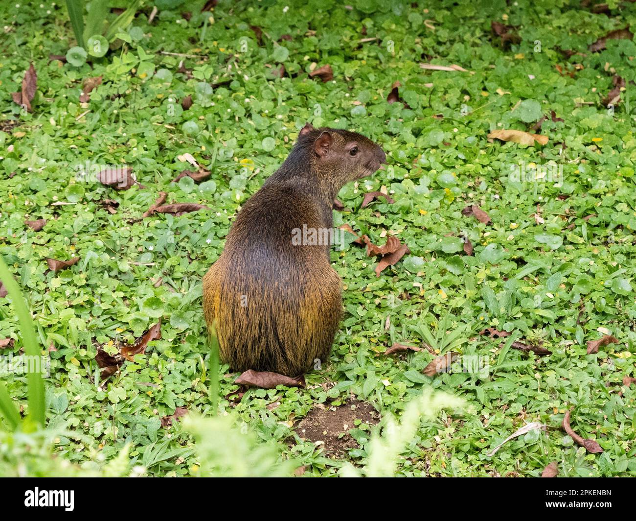 Agouti dell'America Centrale (Dasyprocta punctata) alla stazione biologica di Las Cruces Foto Stock