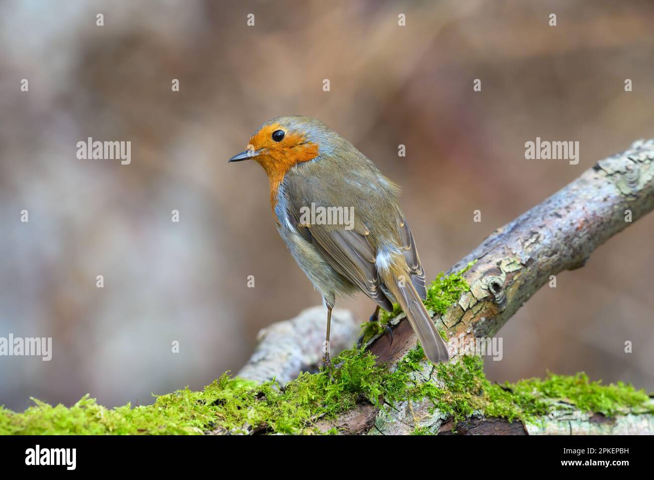 Eurasian Robin, Erithacus rubecula, arroccato su un ramo di albero coperto di muschio, inverno, vista posteriore, guardando a sinistra Foto Stock Eurasian Robin, Erithacus rubecula, arroccato su un ramo di albero coperto di muschio, inverno, vista posteriore, guardando a sinistra Foto Stock