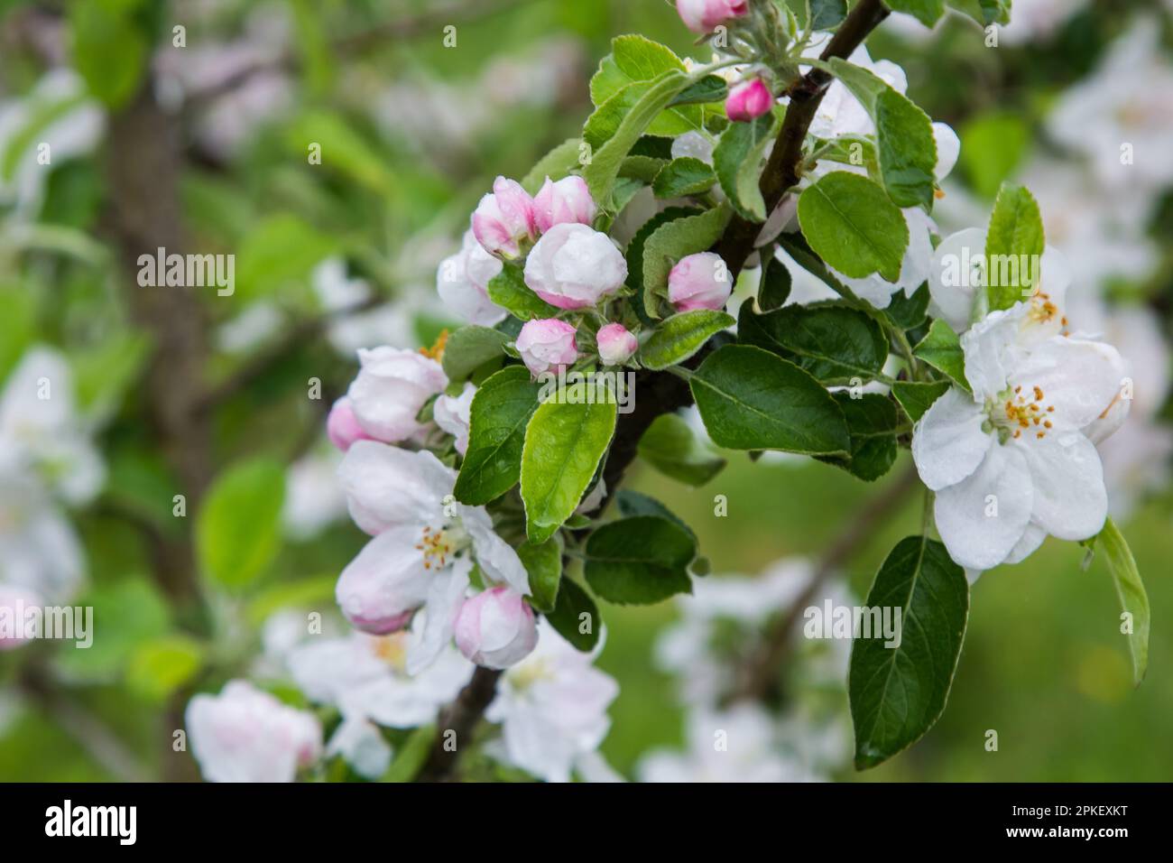 l'albero di mele fiorisce in primavera, il giardino porterà i suoi frutti Foto Stock