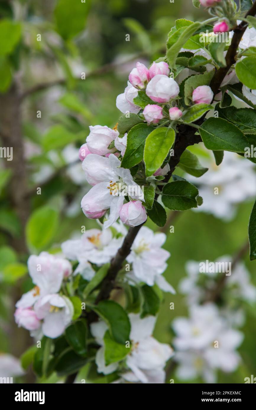 l'albero di mele fiorisce in primavera, il giardino porterà i suoi frutti Foto Stock