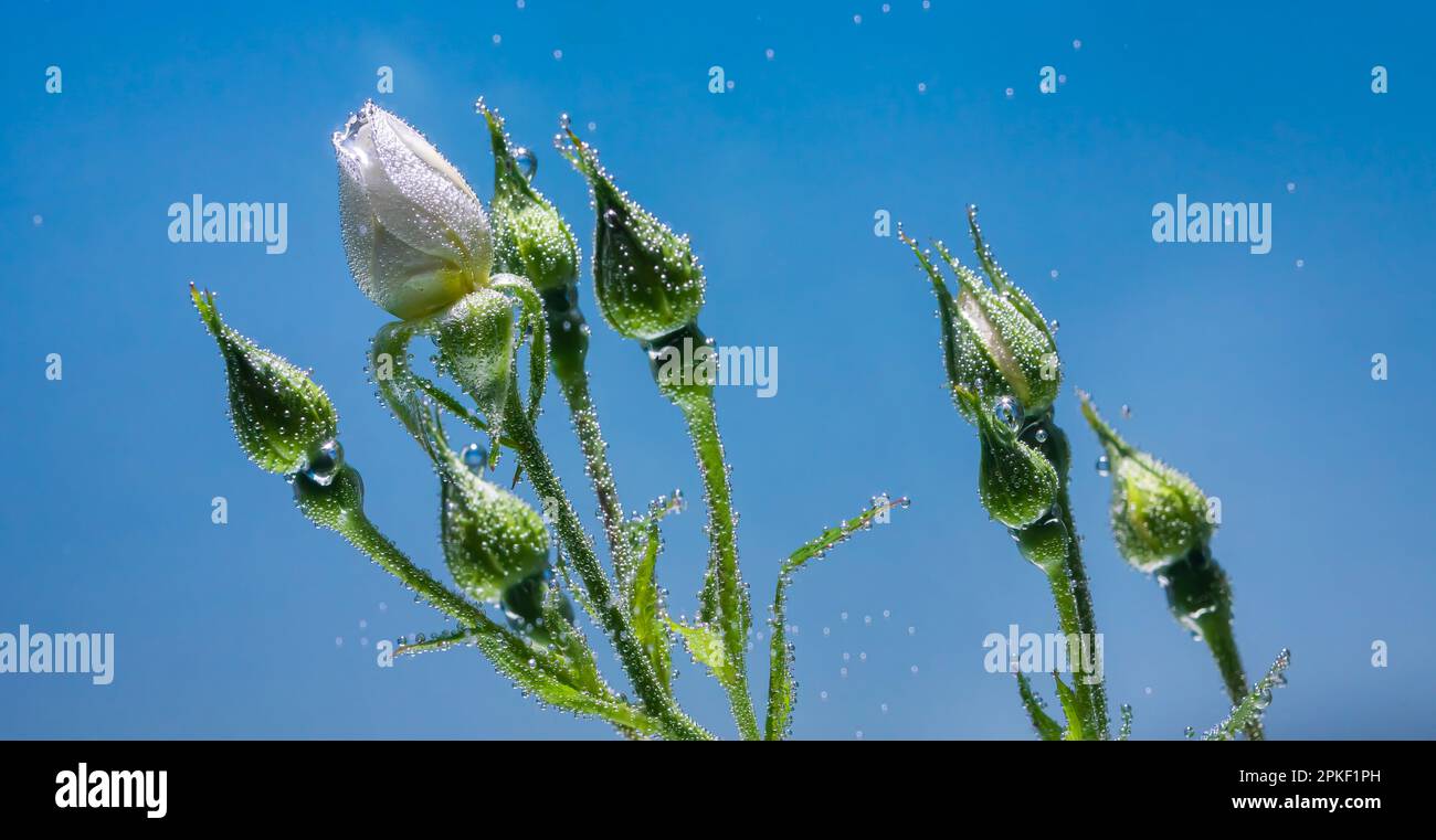 rosa bianca sott'acqua con bolle d'aria su sfondo blu Foto Stock