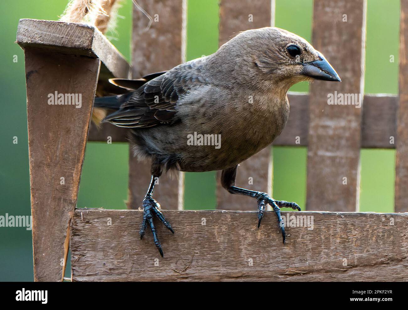 Una femmina Cowbird testa marrone Foto Stock