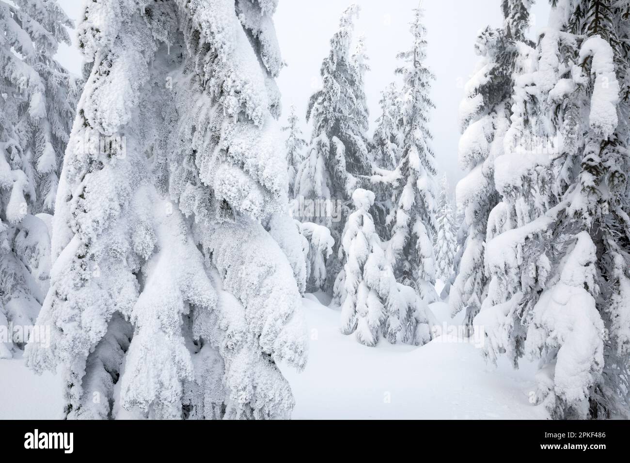 WA24187-00....WASHINGTON - alberi coperti di neve sulla cima del Monte Amablis nella foresta nazionale di Okanogan-Wenatchee. Foto Stock