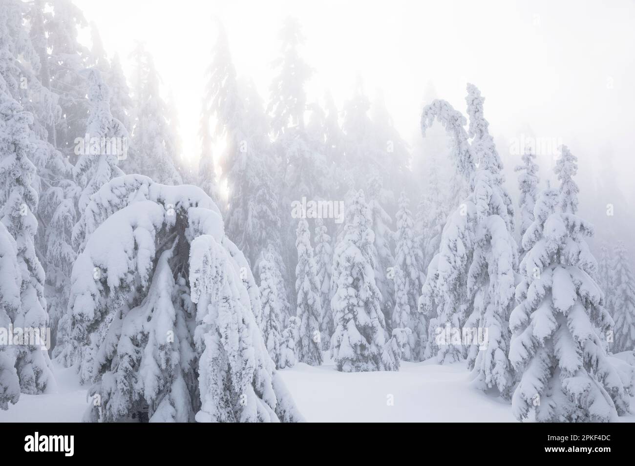 WA24189-00....WASHINGTON - alberi coperti di neve sulla cima del Monte Amablis nella foresta nazionale di Okanogan-Wenatchee. Foto Stock