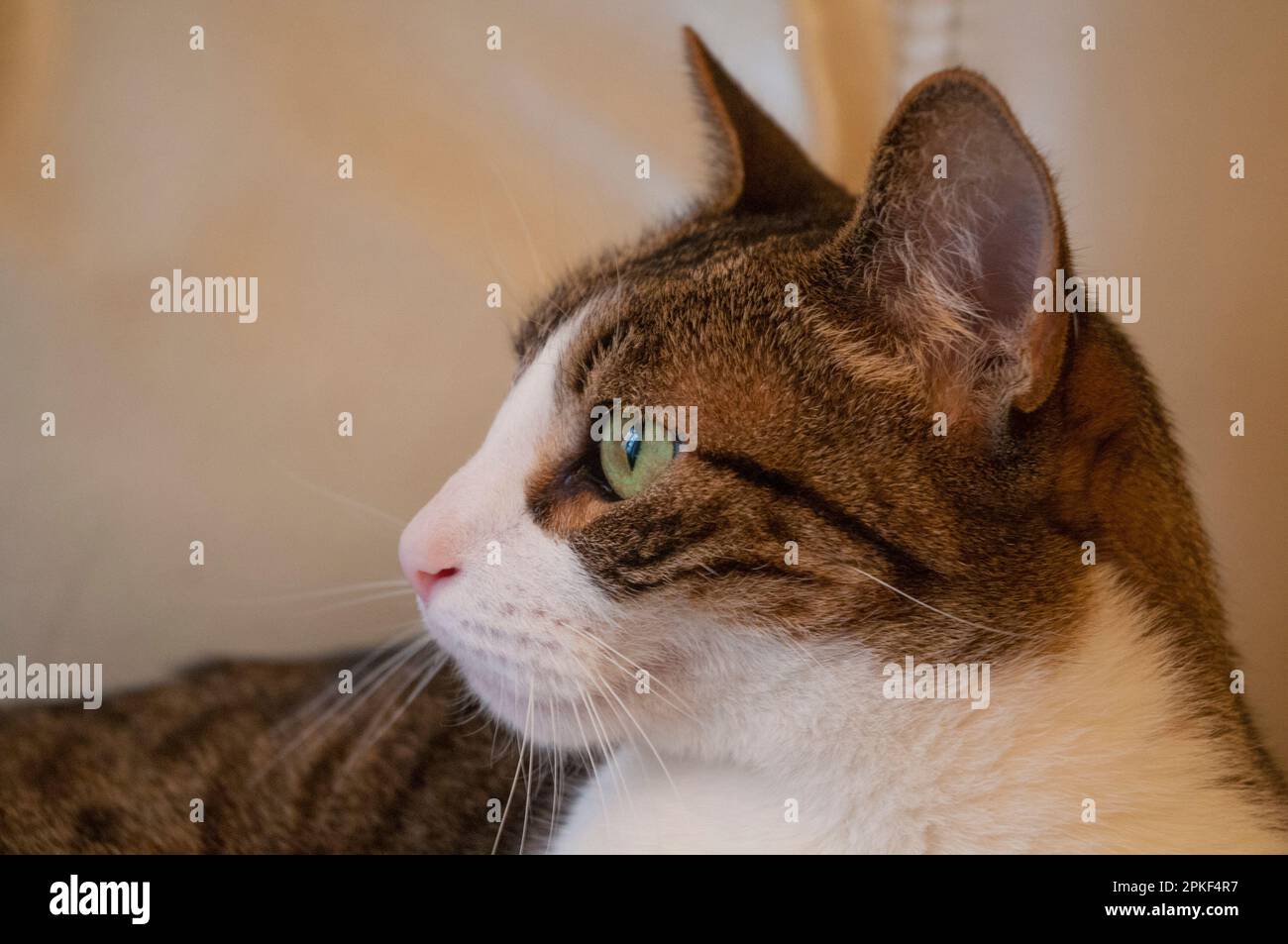 Tabby e white cat. Chiudere la vista. Foto Stock