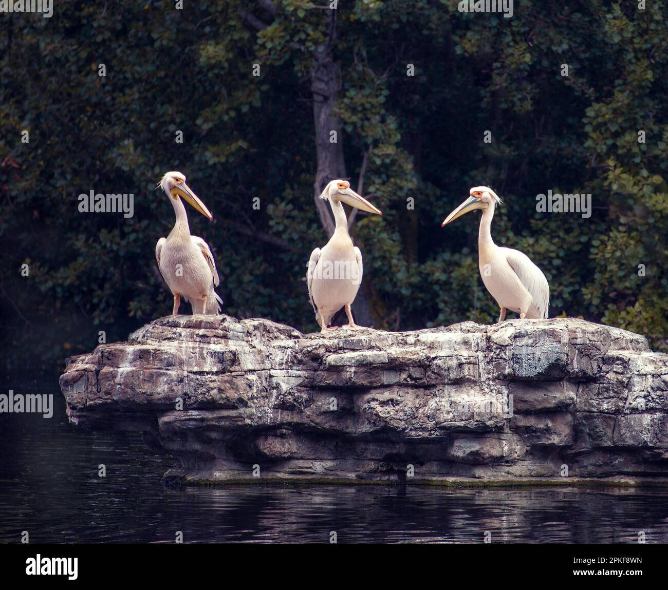 Tre pellicani appollaiati su una roccia al centro di un lago a St James Park a Londra. Foto Stock