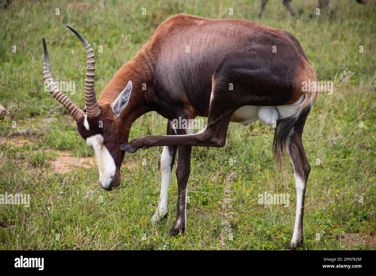 Il blesbok o blesbuck (Damaliscus pygargus phillipsi) è una sottospecie di antilope bontebok endemica delle contee dell'Africa meridionale, in Zimbabwe Foto Stock