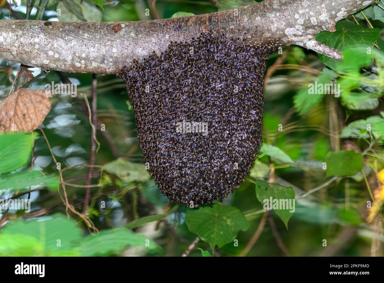 Colonia di api giganti di miele (Apis dorsata) dal Parco Nazionale di Tangkok, Nord Sulawesi, Indonesia Foto Stock