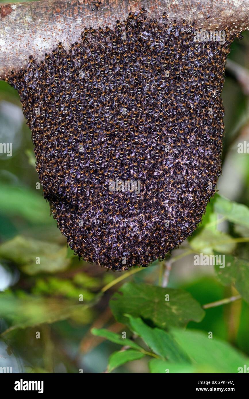 Colonia di api giganti di miele (Apis dorsata) dal Parco Nazionale di Tangkok, Nord Sulawesi, Indonesia Foto Stock