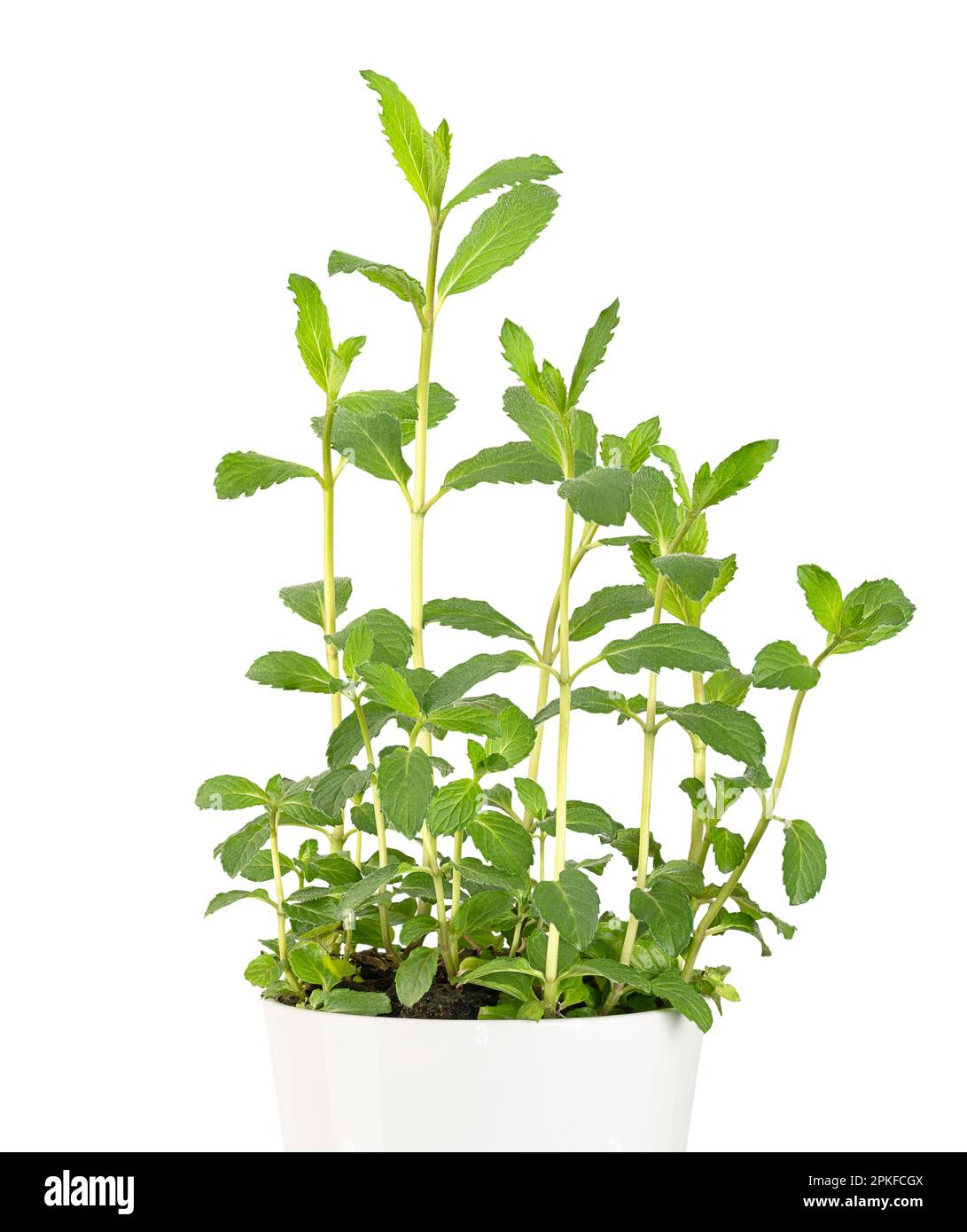 Menta da giardino, pianta giovane in vaso, in una pentola bianca. Menta verde, nota anche come comune, menta di agnello o sgombro, mentha spicata, usata come aromatizzante negli alimenti. Foto Stock