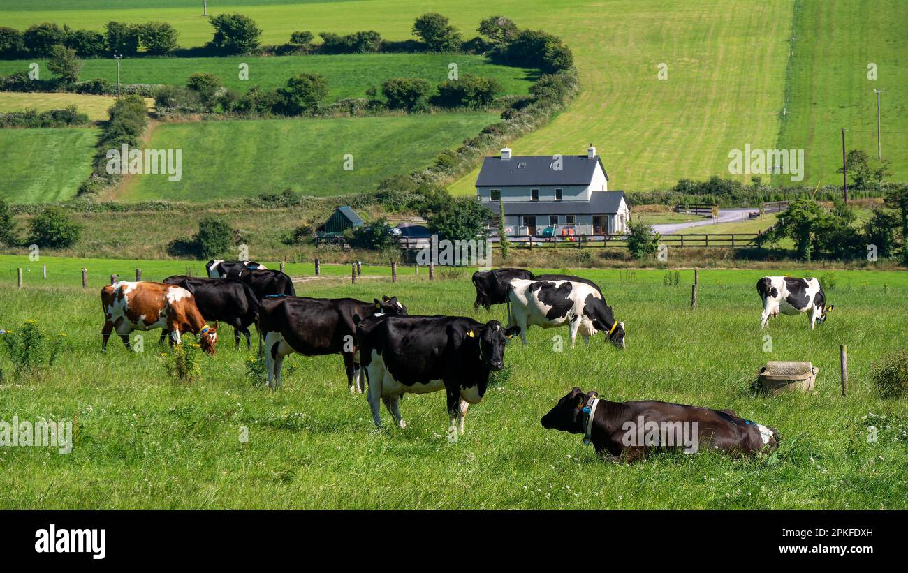 Le mucche pascolano in un campo contadino in una giornata estiva. Freegrazing di bestiame bovino. Paesaggio agricolo. Allevamento in Irlanda. Mucca bianca e nera sul verde Foto Stock