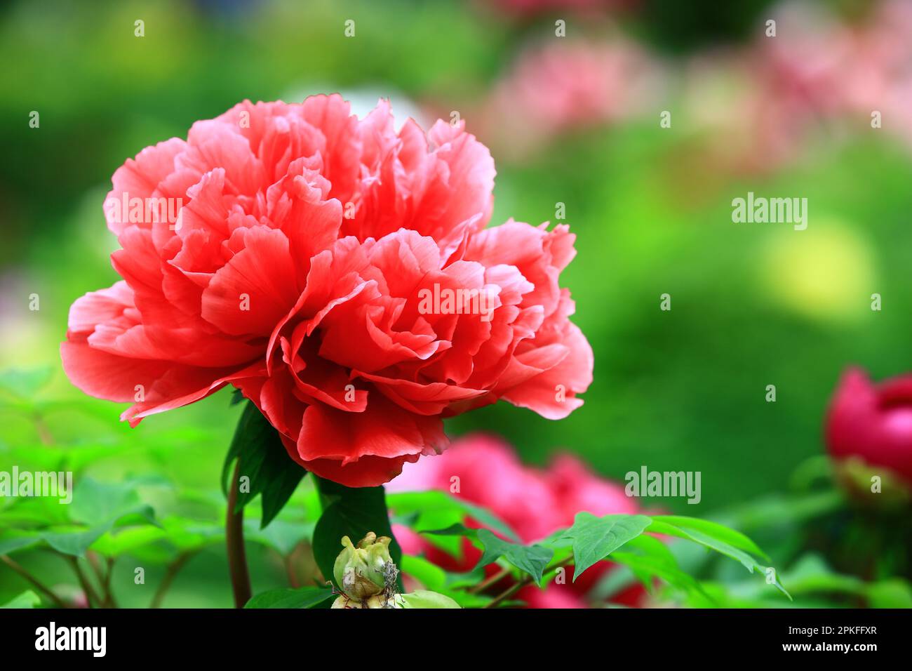 Fiore rosso di Peony, primo piano di fiore rosso di Peony che fiorisce nel giardino in primavera Foto Stock