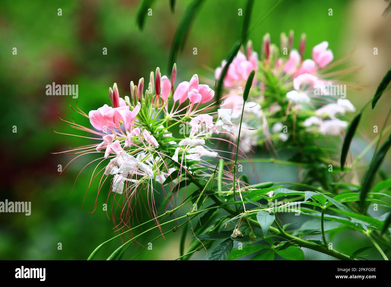 Fiori di ragno (Spiderflower Spiny, Hassleriana Cleome), primo piano di rosa con fiori bianchi fiorire nel giardino Foto Stock