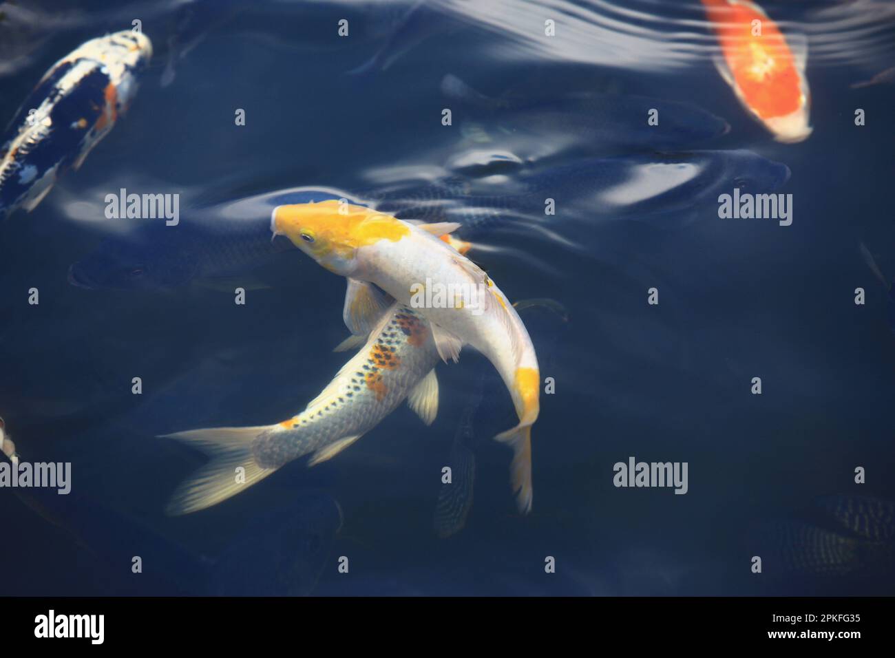 Pesci di Koi colorati o Carpe di Fancy che nuotano nello stagno Foto Stock