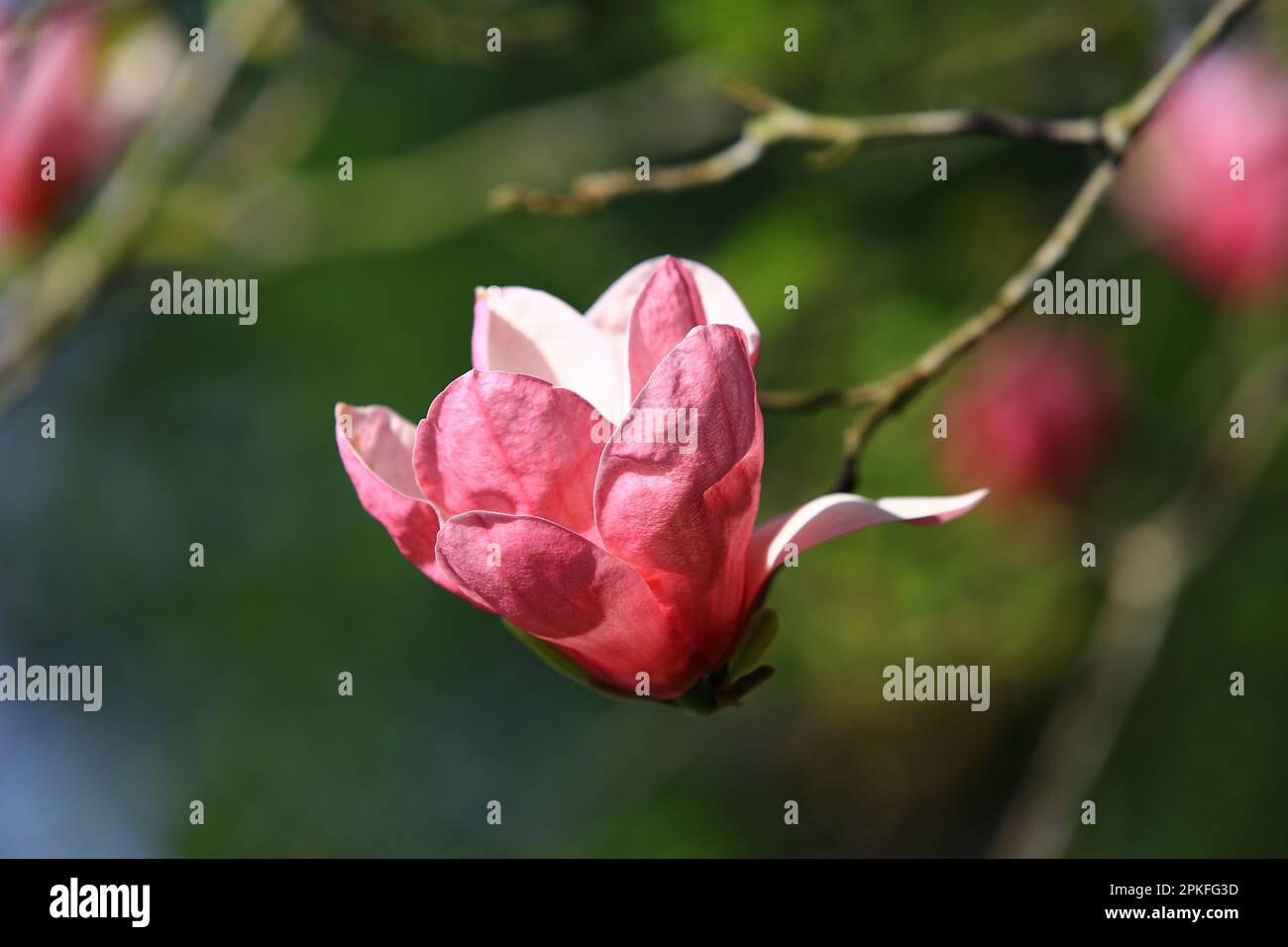 Primo piano di magnolia fiorita di loto (magnolia meridionale, magnolia lolly, baia di toro, magnolia fiorita di grandi dimensioni) fiore, vista di rosa con fiore bianco Foto Stock
