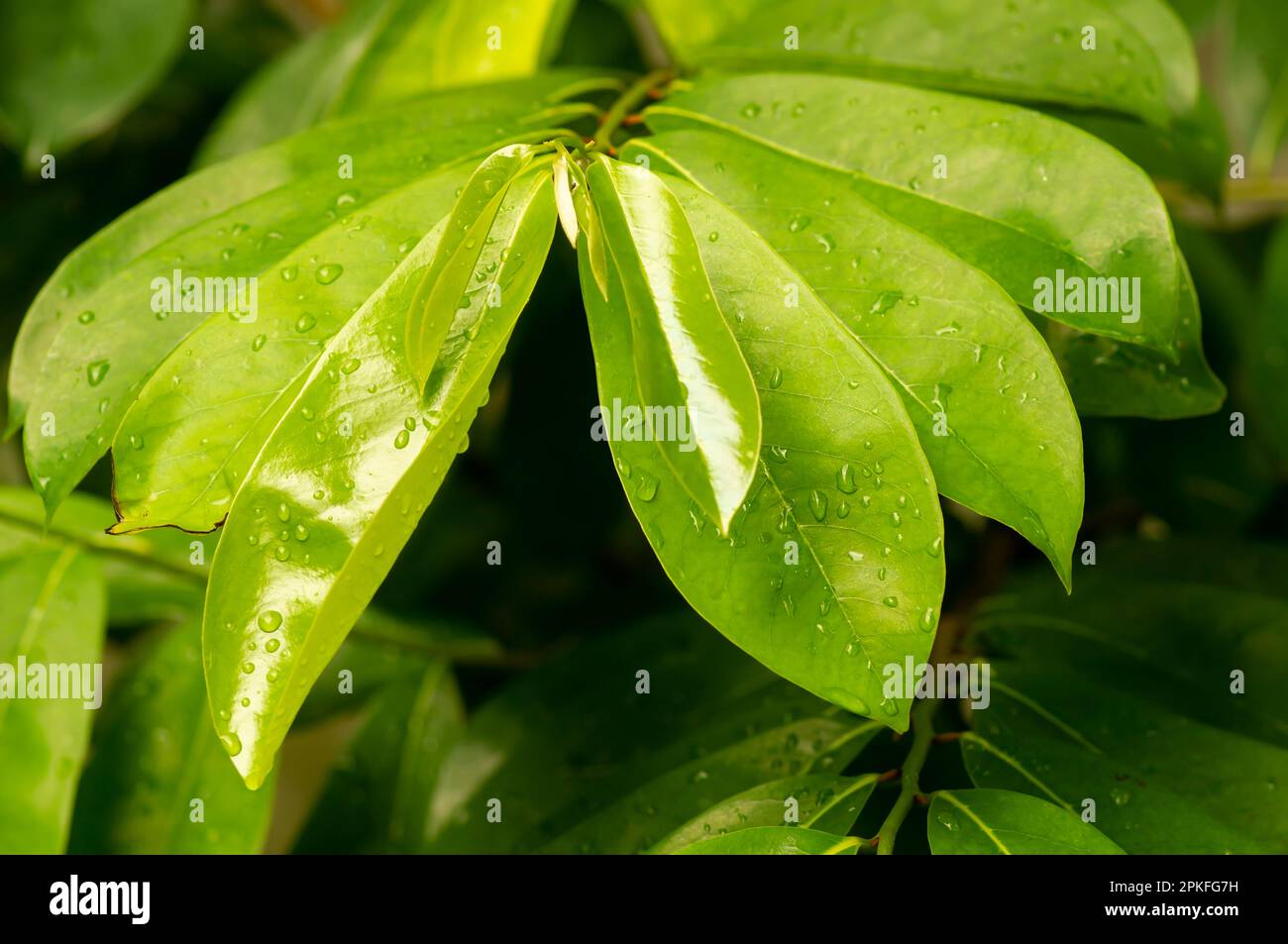 Diospyros blancoi, (sinonimo Diospyros scoloror), comunemente noto come foglie di mela vellutata Foto Stock
