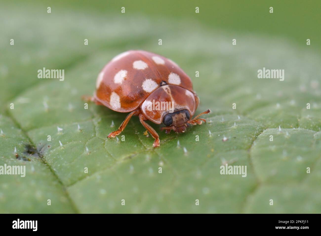 Primo piano naturale sul coloratissimo rosso color crema-spot ladybird , Calvia quatuordecimguttata, seduta su una foglia verde Foto Stock