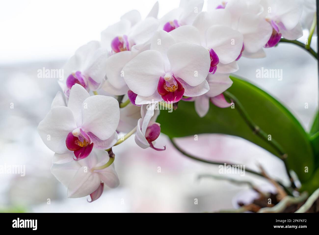 Primo piano dell'orchidea phalaenopsis. Bianco con fiore di orchidea centrale rosa. Orchidea di Moth Foto Stock