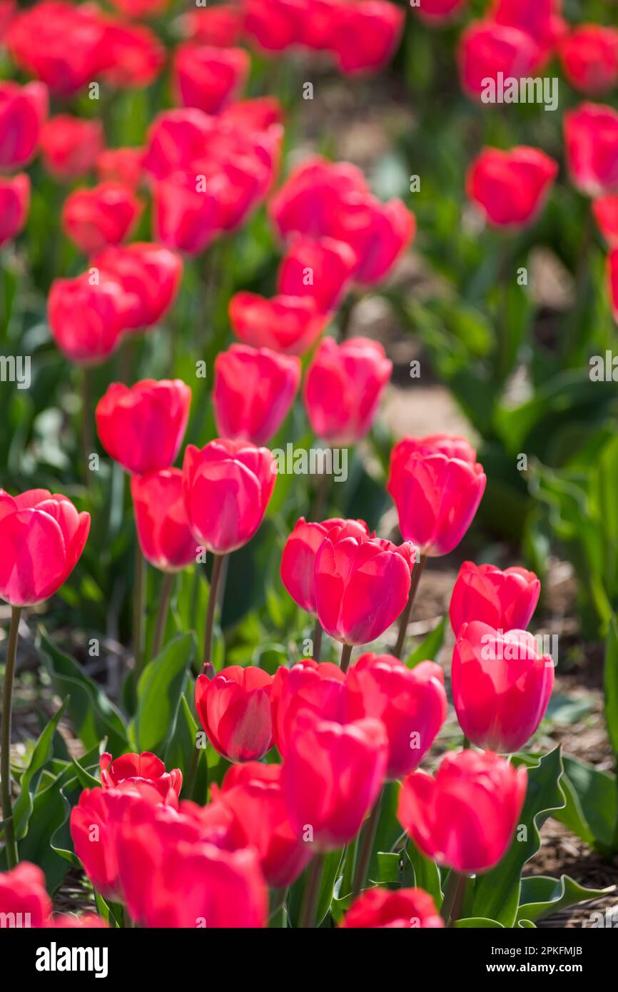Fuoco selettivo di abbondanza dei fiori rossi vividi del tulipano con le foglie verdi che vegetano in giardino in primavera Foto Stock