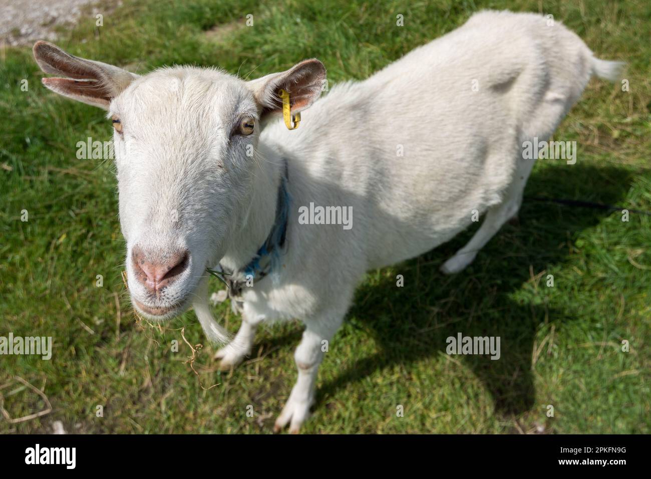 Inquadratura grandangolare di una capra nei pressi di Saltaire, Yorkshire; punto di partenza della Dales High Way. Foto Stock