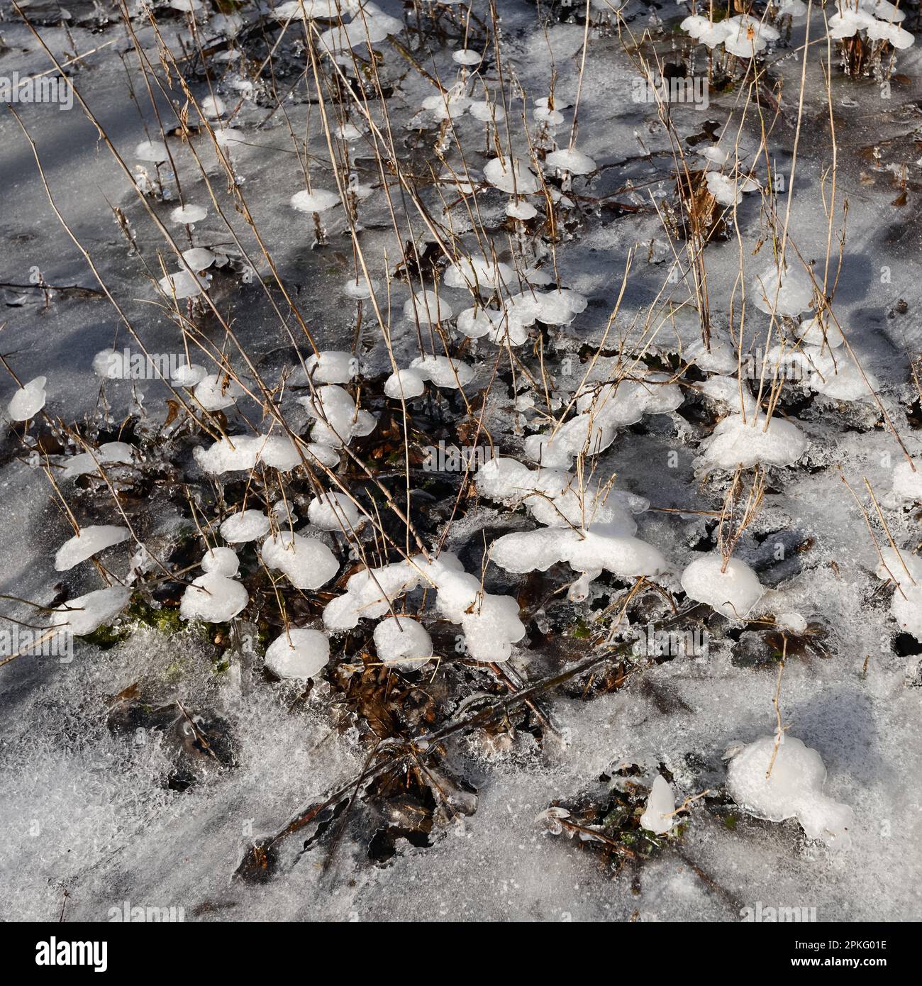 Ombrelli di ghiaccio... Formazioni di ghiaccio (alluvione invernale 2020/2021), ombrelli di ghiaccio dopo la deflusso di acqua alta Foto Stock