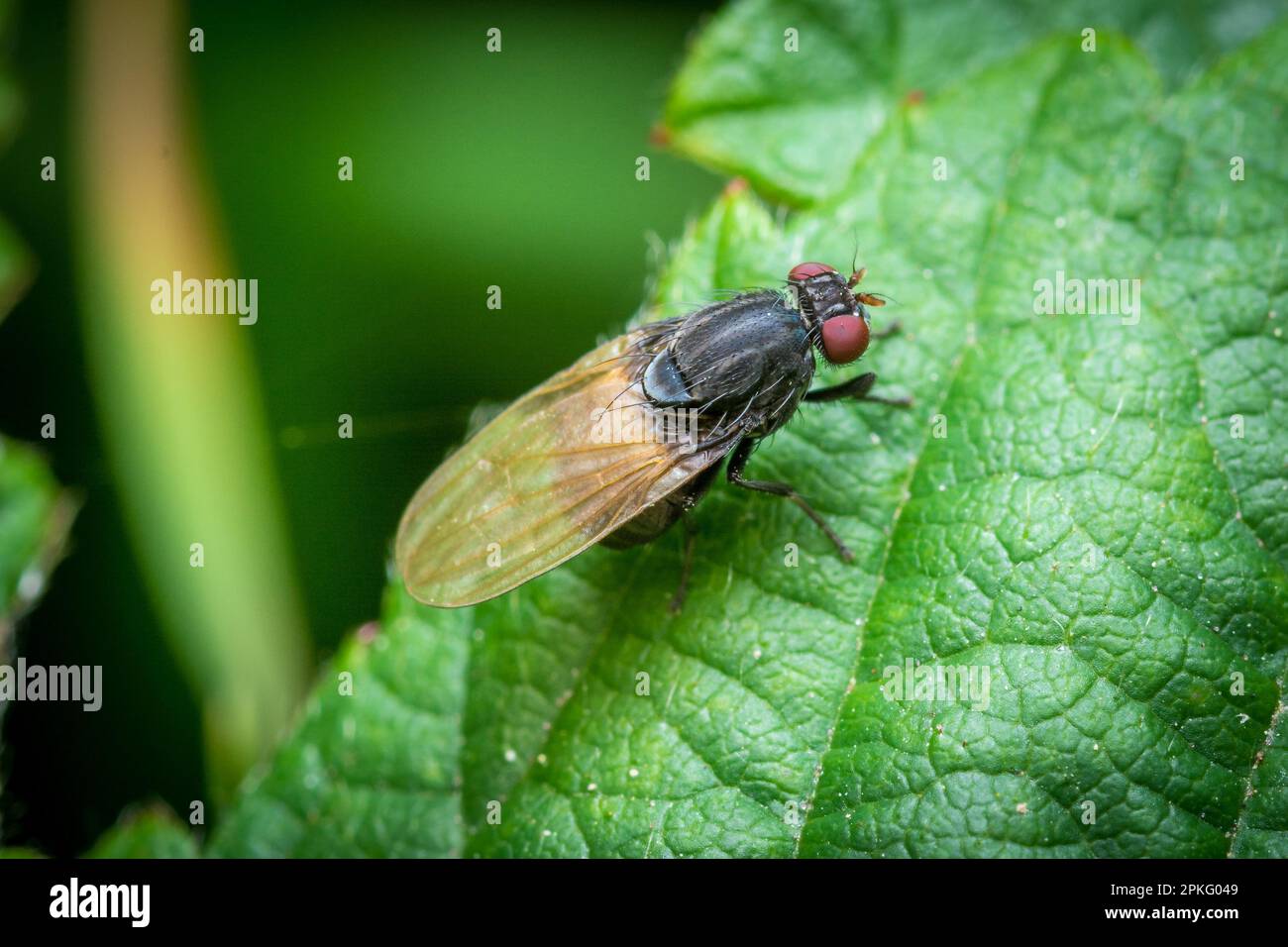 Una mosca non identificata con occhi rossi e ali arancioni appollaiati su una foglia. Tunstall Hills, Sunderland, Regno Unito Foto Stock