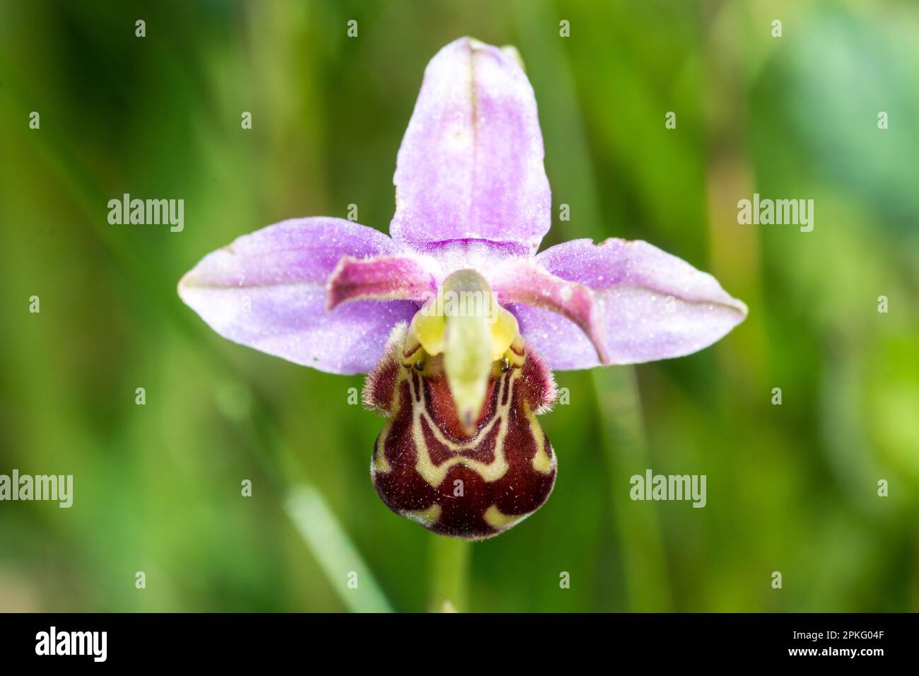 Una splendida fioritura di orchidee (Ophrys apifera), scattata nella riserva naturale di Tunstall Hills, Sunderland, Inghilterra Foto Stock