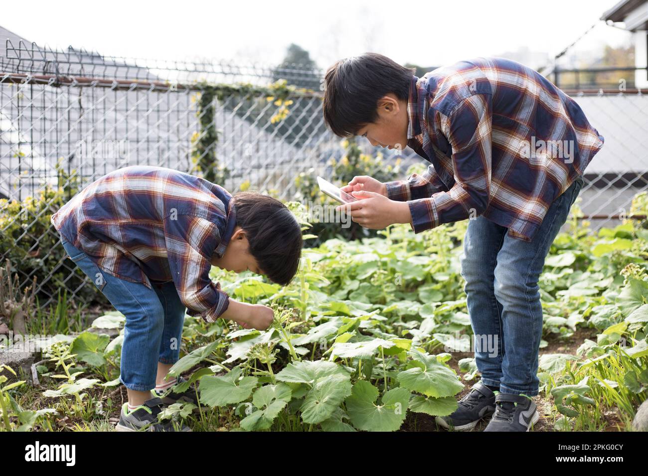 Fratelli che osservano le piante in giardino e scattano foto con i loro telefoni Foto Stock