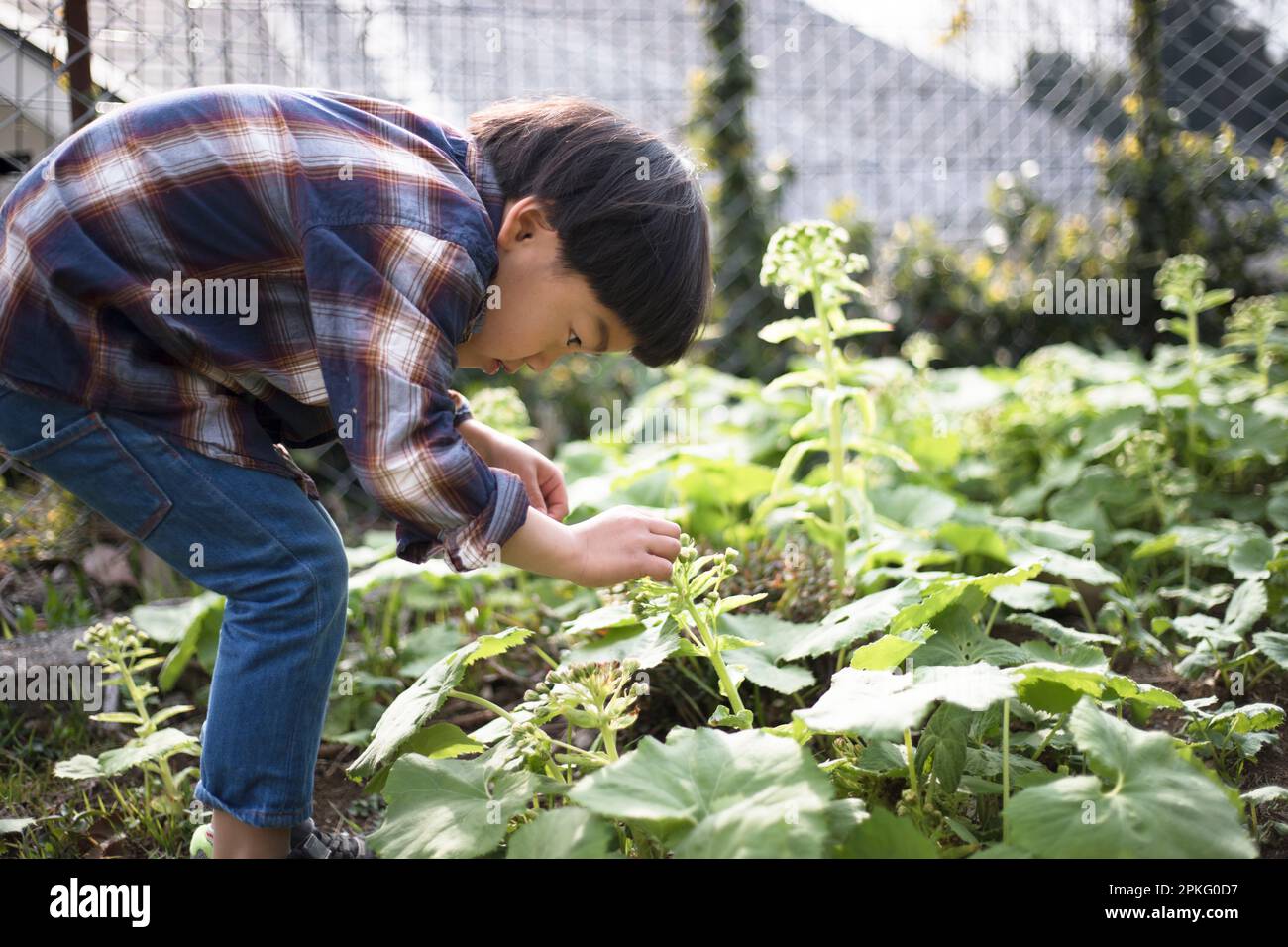 Fratelli che osservano le piante in giardino e scattano foto con i loro telefoni Foto Stock