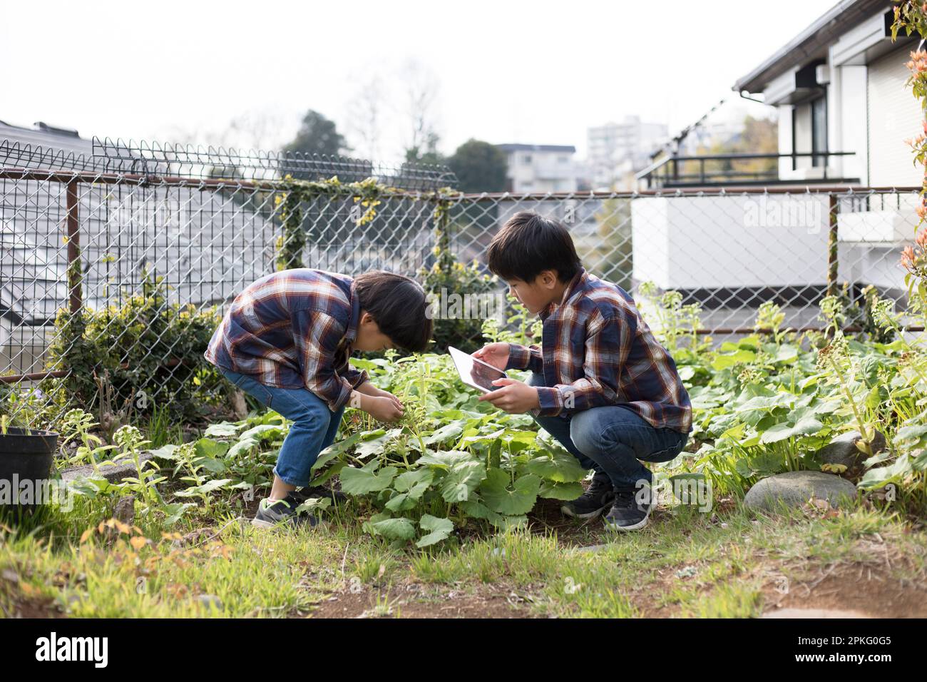 Fratelli che osservano le piante in giardino e scattano foto con i loro telefoni Foto Stock