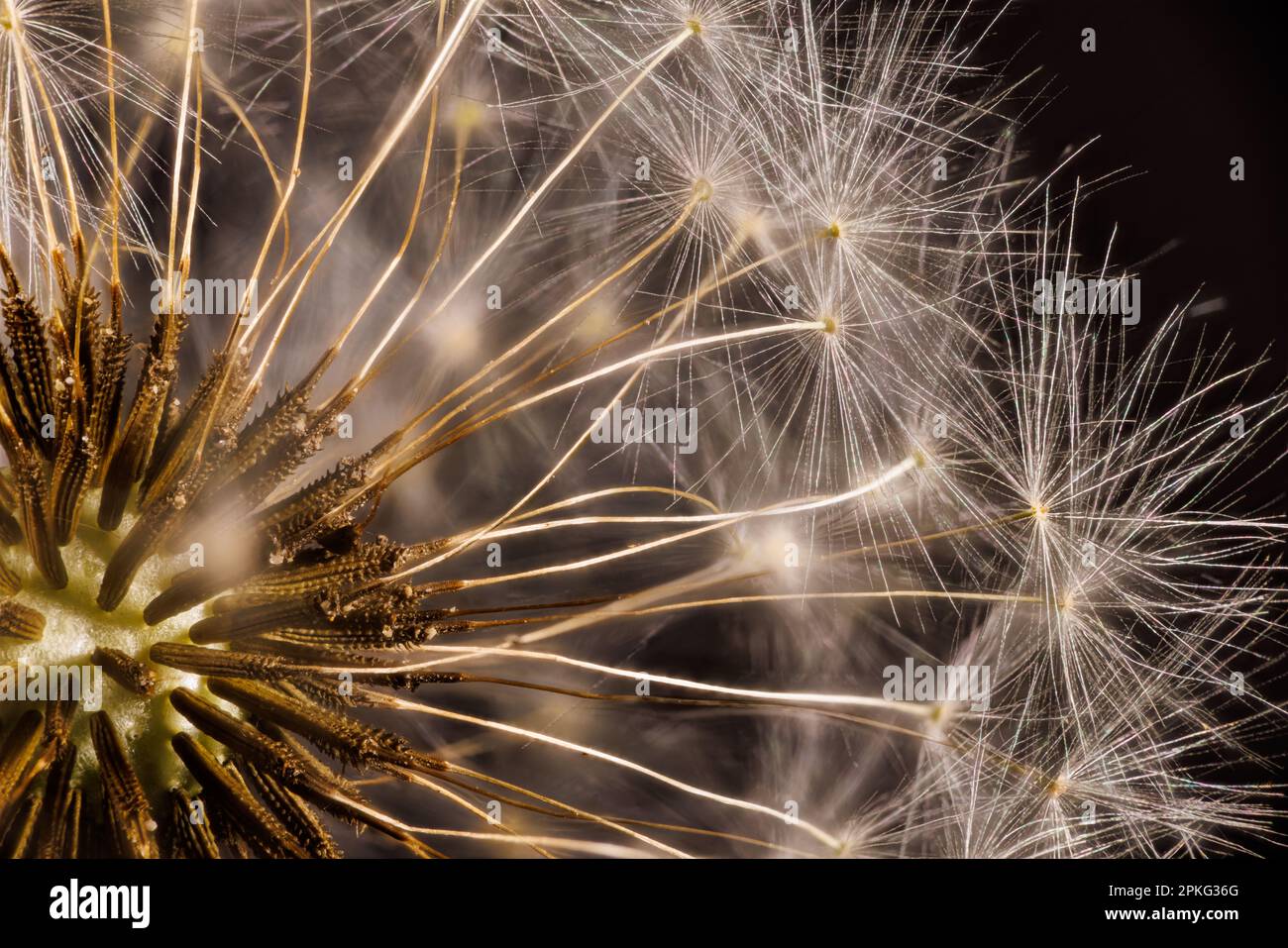 Macro fotografia di un dente di leone - Taraxacum officinale Foto Stock
