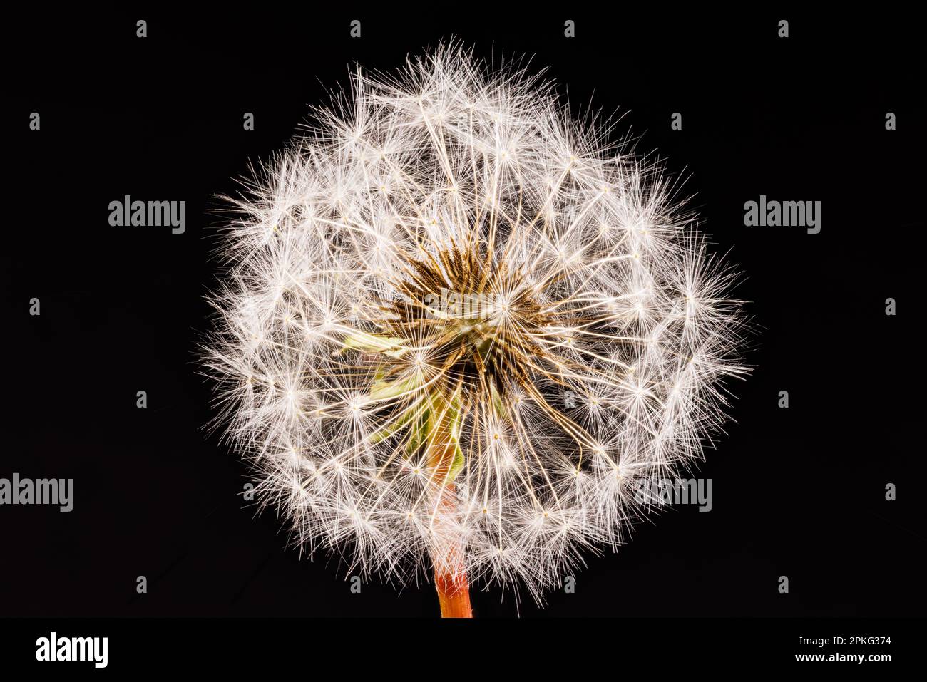 Macro fotografia di un dente di leone - Taraxacum officinale Foto Stock