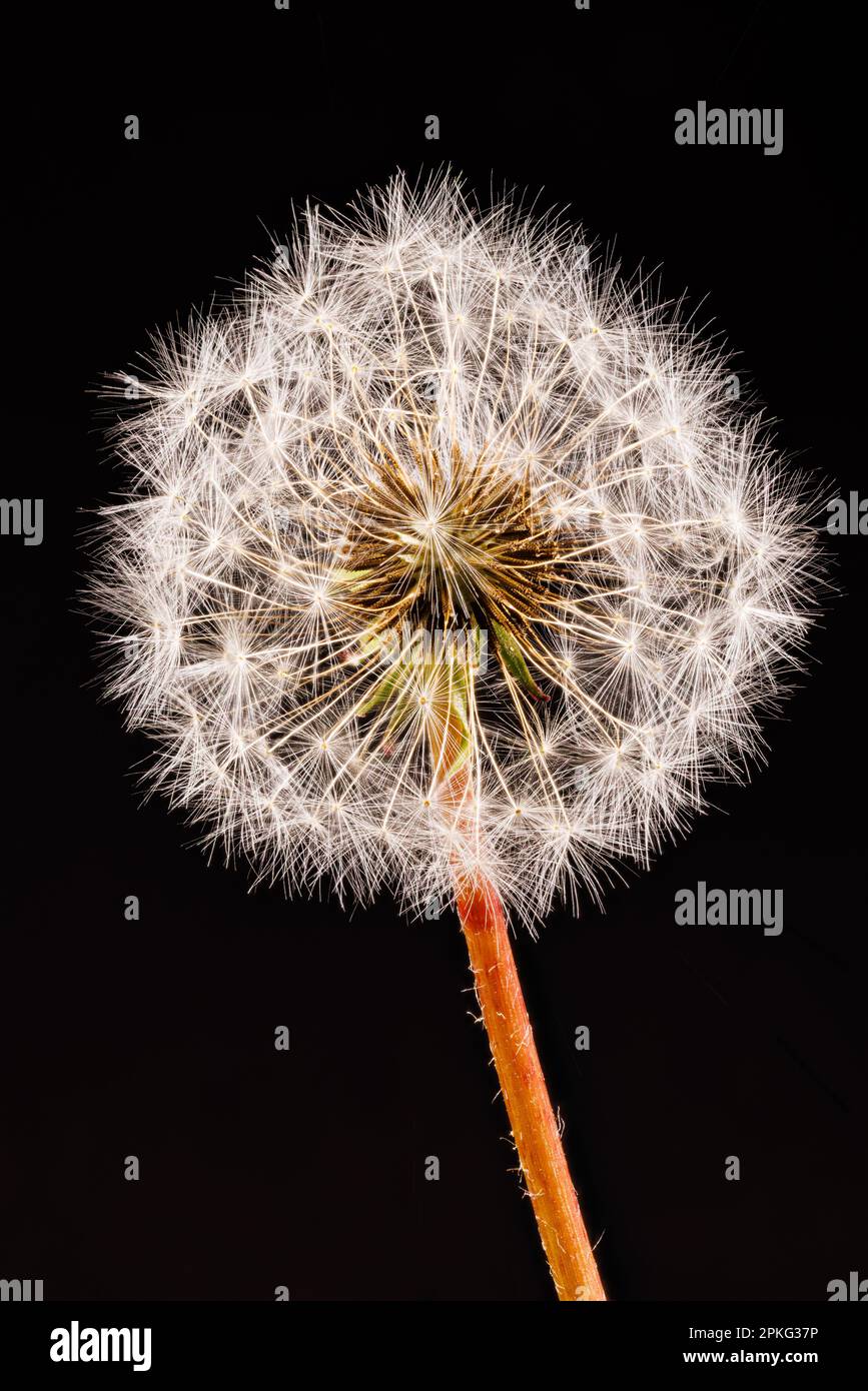 Macro fotografia di un dente di leone - Taraxacum officinale Foto Stock