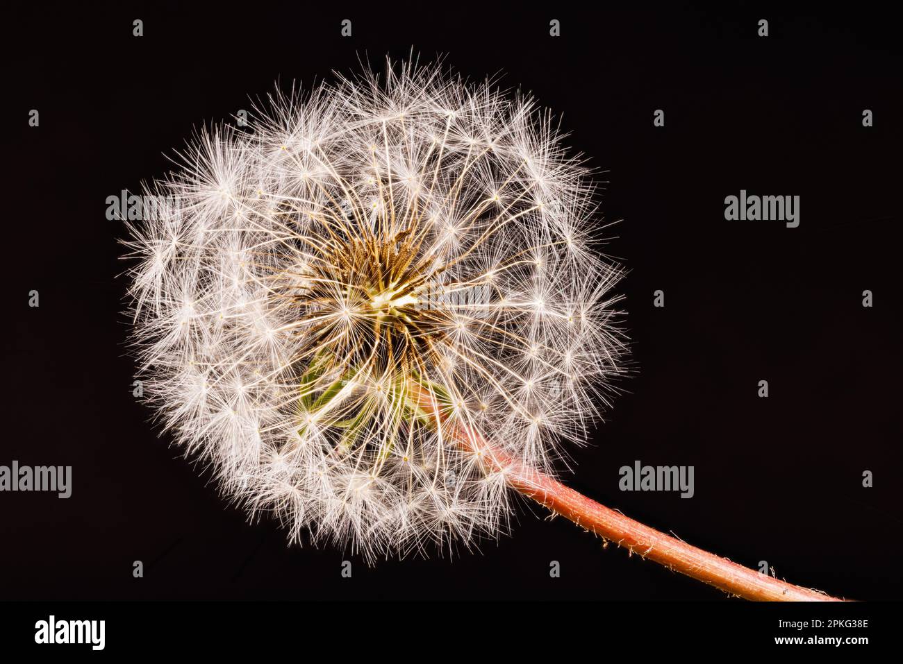 Macro fotografia di un dente di leone - Taraxacum officinale Foto Stock