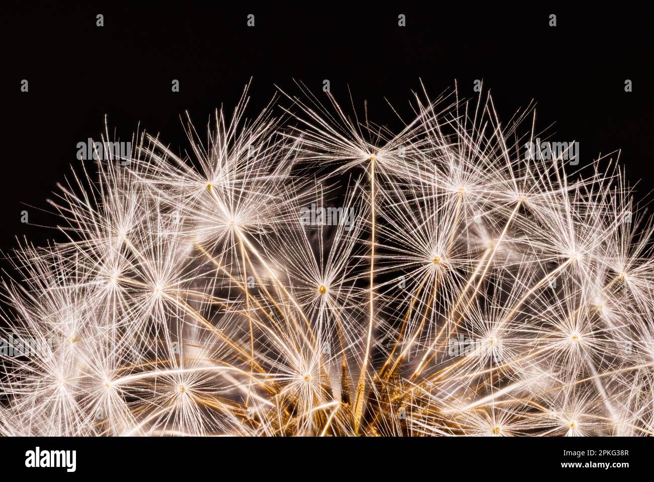 Macro fotografia di un dente di leone - Taraxacum officinale Foto Stock