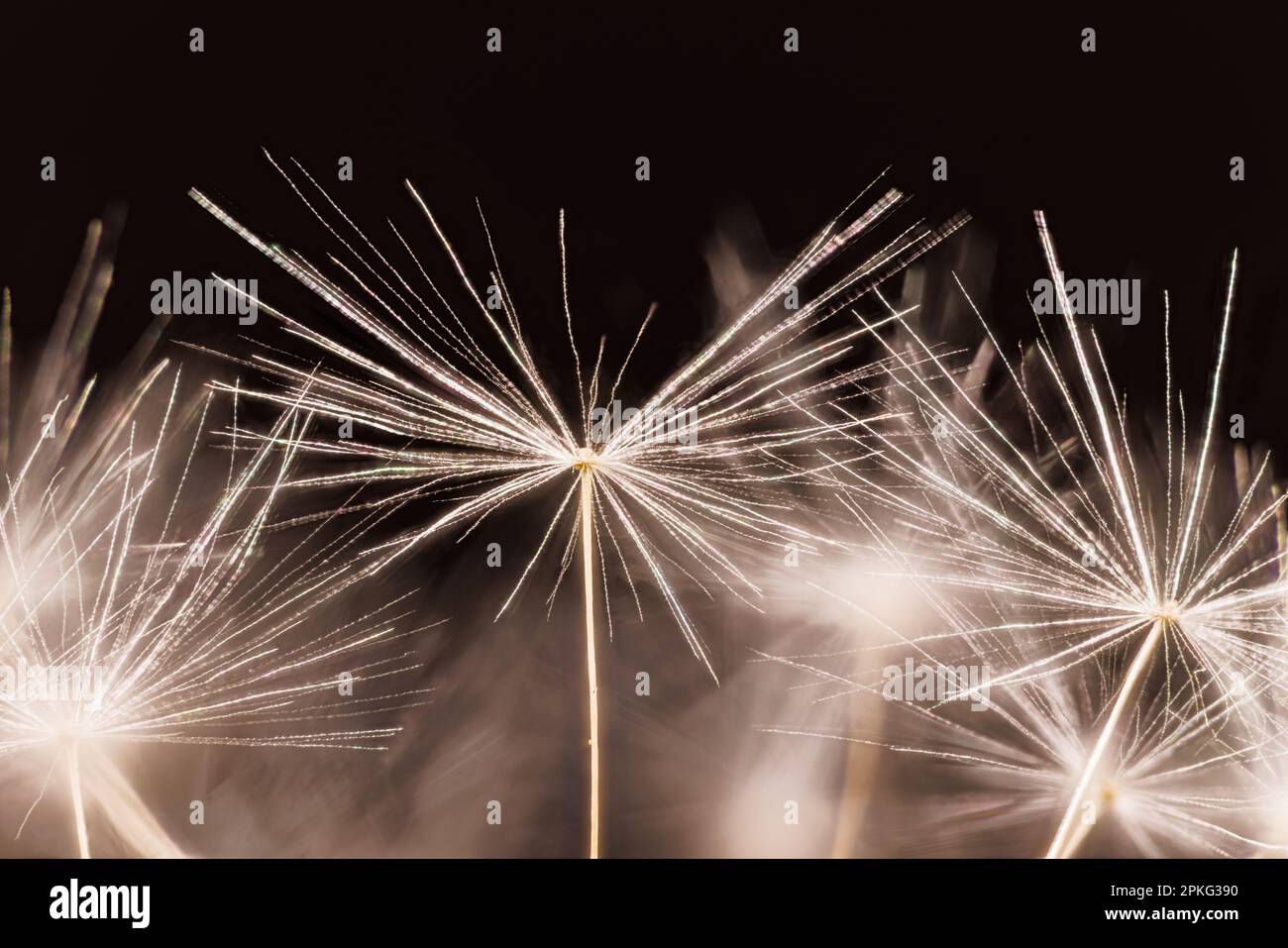 Macro fotografia di un dente di leone - Taraxacum officinale Foto Stock