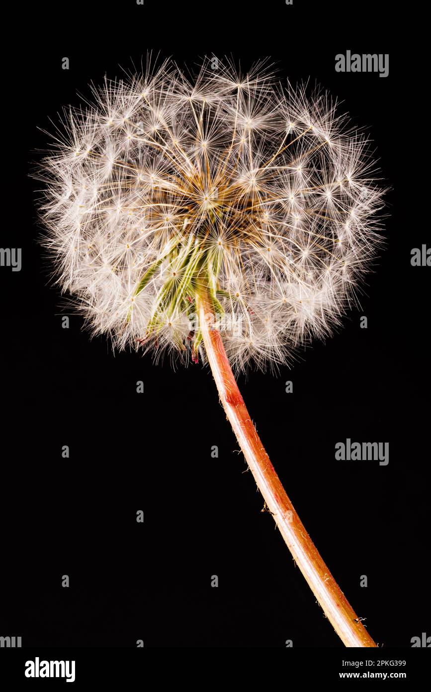 Macro fotografia di un dente di leone - Taraxacum officinale Foto Stock