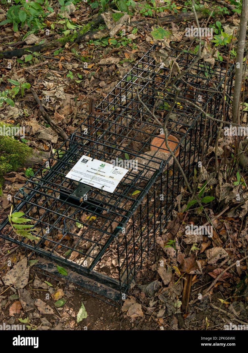 DEFRA Badger progetto di sviluppo di vaccinazione / programma gabbietta con esca, Derbyshire, Inghilterra, Regno Unito Foto Stock