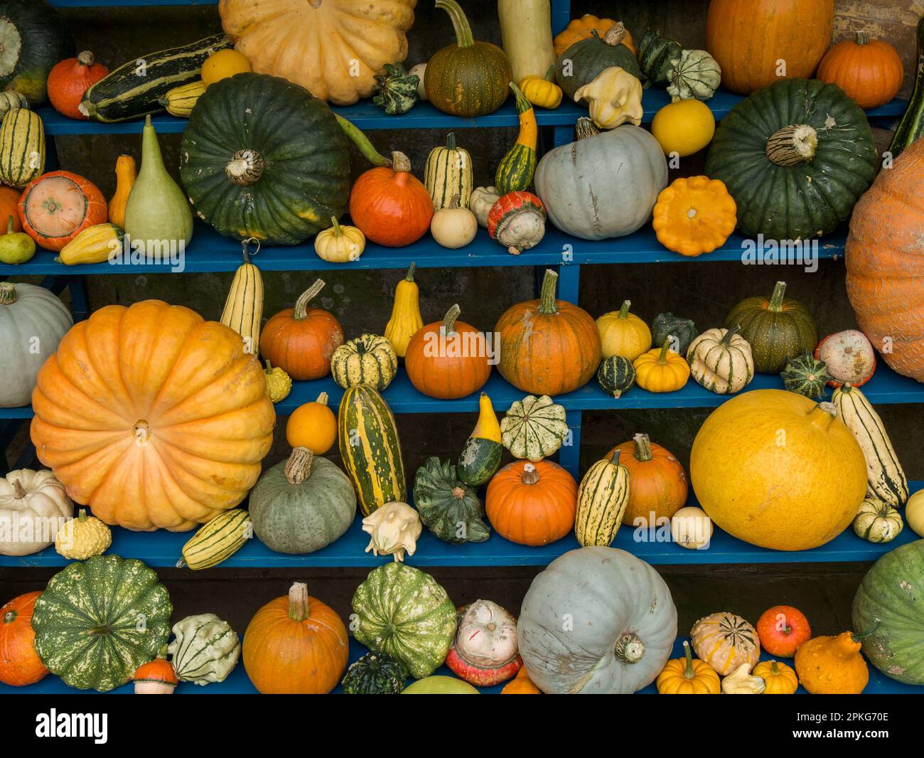 Esposizione colorata di zucche ornamentali, zucche e squash in mostra sugli scaffali in autunno, Derbyshire, Inghilterra, Regno Unito Foto Stock