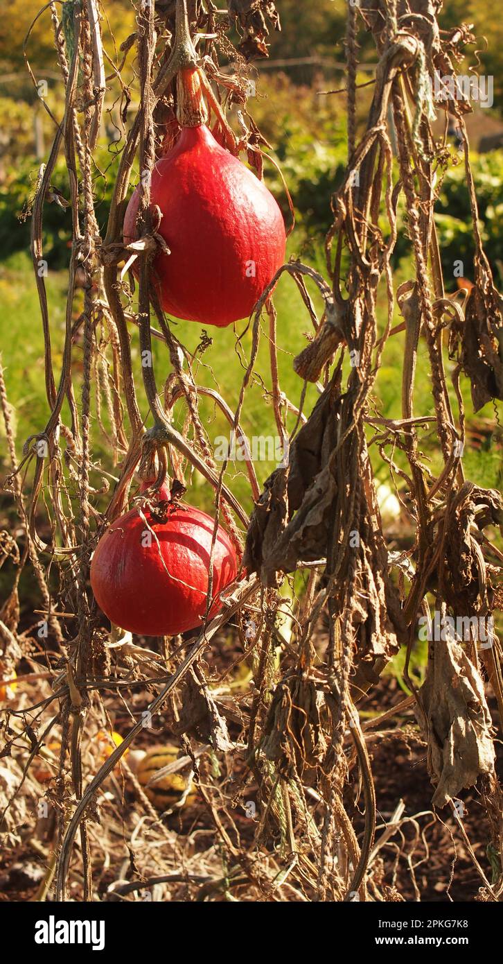 Frutta di zucca che cresce su una struttura di corda per tenere i prodotti fuori dal terreno per risparmiare spazio nel giardino Foto Stock