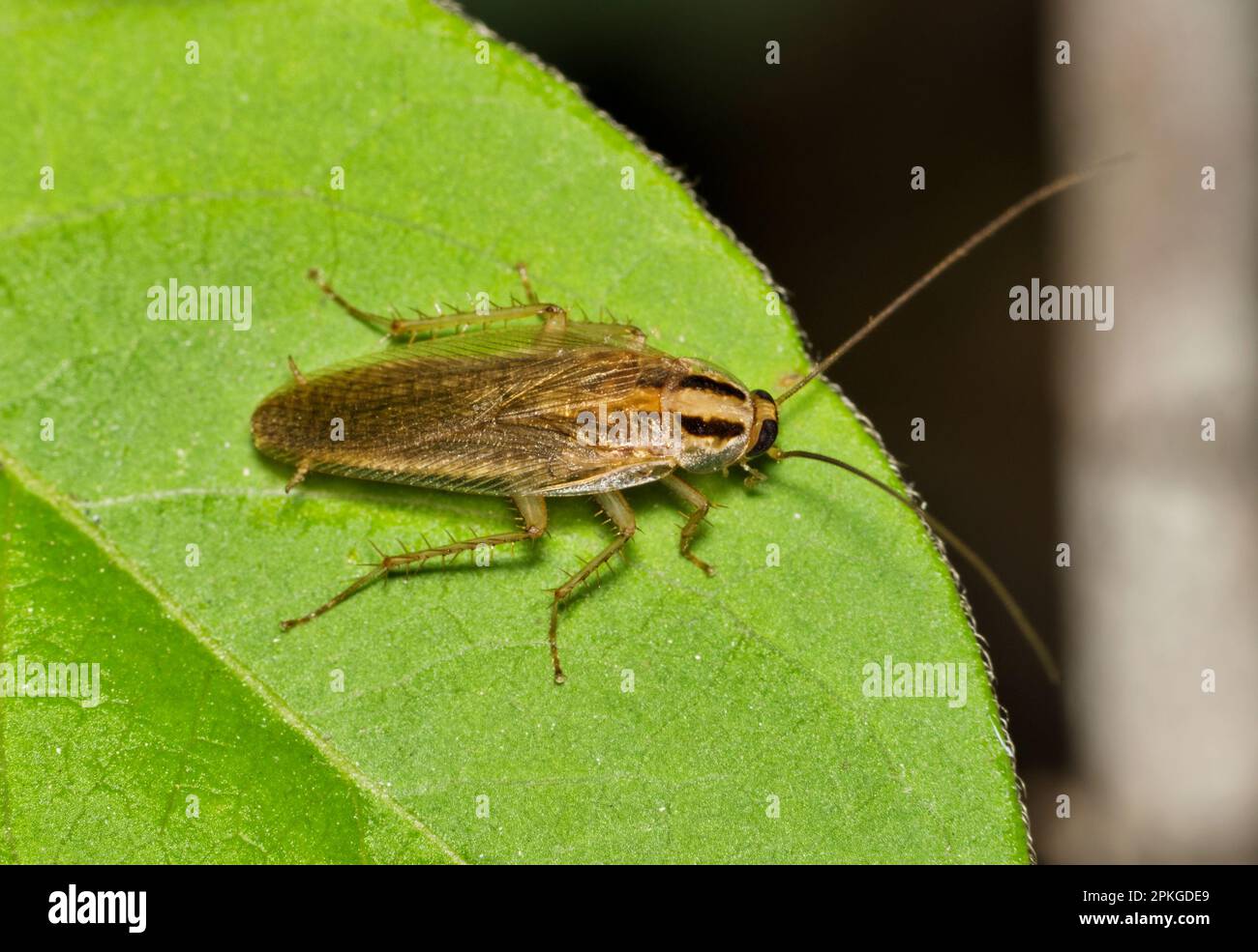 Tedesco Cockroach (Blattella germanica) che si spaventa fuori durante la notte su una foglia di albero a Houston, TX. Specie di peste di insetto molto comune universalmente. Foto Stock