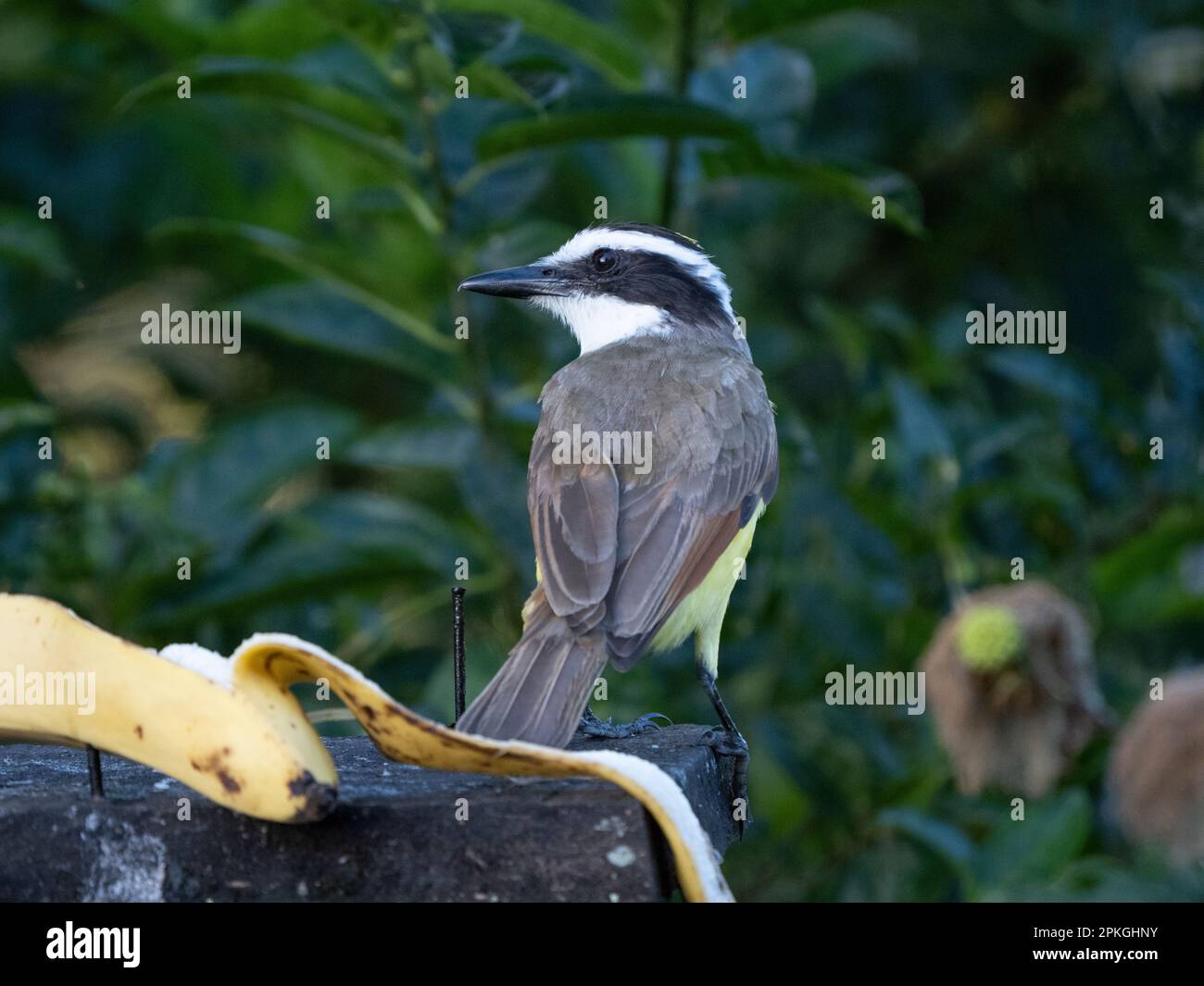 Grande kiskadee, (Pitangus sulfuratus), stazione biologica di Las Cruces, Costa Rica Foto Stock