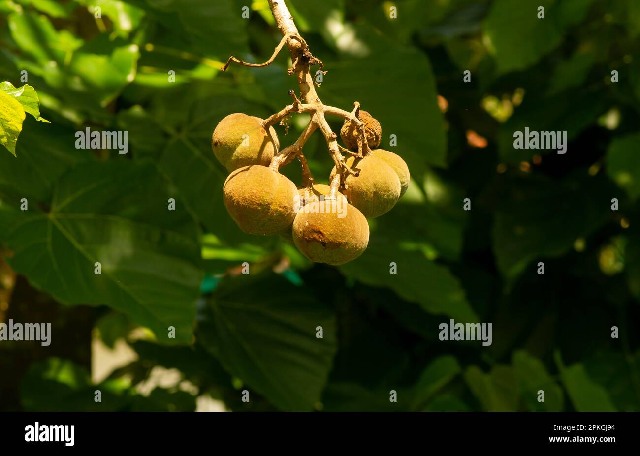 Kemiri sunan (Reutealis trisperma), una pianta che ha potenziale come materia prima per il biodiesel Foto Stock